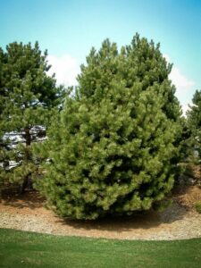 Сосна Чёрная (Pinus Nigra) купить по цене от 270.00р. в интернет-магазине «Посадика» с доставкой почтой в в Новый Осколе и по всей России – [изображение №1].