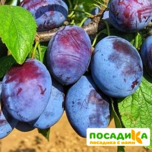 Слива Чачакская ранняя купить по цене от 229.00р. в интернет-магазине «Посадика» с доставкой почтой в в Новый Осколе и по всей России – [изображение №1].