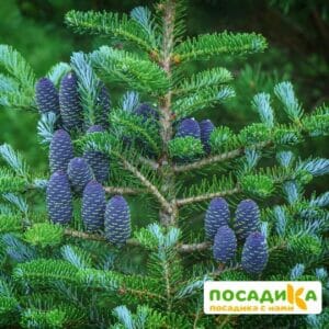 Пихта корейская (Abies koreana) купить по цене от 450.00р. в интернет-магазине «Посадика» с доставкой почтой в в Новый Осколе и по всей России – [изображение №1].