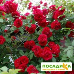 Роза плетистая Амадеус купить по цене от 399.00р. в интернет-магазине «Посадика» с доставкой почтой в в Новый Осколе и по всей России – [изображение №1].