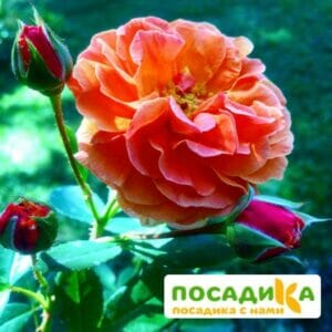 Роза Арабия купить по цене от 350.00р. в интернет-магазине «Посадика» с доставкой почтой в в Новый Осколе и по всей России – [изображение №1].