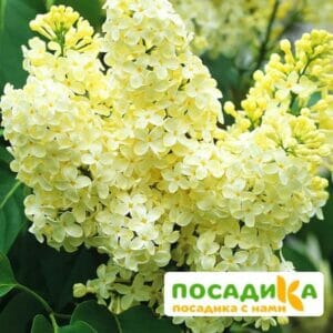 Сирень Примроуз (Primrose) купить по цене от 529.00р. в интернет-магазине «Посадика» с доставкой почтой в в Новый Осколе и по всей России – [изображение №1].