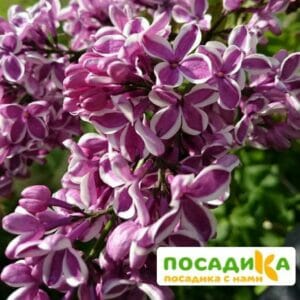 Сирень Сенсация купить по цене от 529.00р. в интернет-магазине «Посадика» с доставкой почтой в в Новый Осколе и по всей России – [изображение №1].