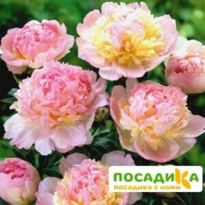 Пион Распберри Сандей (Paeonia Raspberry Sundae) купить по цене от 959р. в интернет-магазине «Посадика» с доставкой почтой в в Новый Осколе и по всей России – [изображение №1].