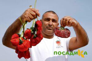 Клубника Гигант Джорнея купить по цене от 266р. в интернет-магазине «Посадика» с доставкой почтой в в Новый Осколе и по всей России – [изображение №1].