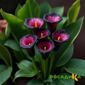 Калла Аура Лейс купить по цене от 400р. в интернет-магазине «Посадика» с доставкой почтой в в Новый Осколе и по всей России – [изображение №1].