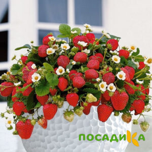 Клубника Рубиновый Шепот (горшечная) купить по цене от 240р. в интернет-магазине «Посадика» с доставкой почтой в в Новый Осколе и по всей России – [изображение №1].