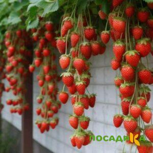 Клубника вьющаяся Комплимент купить по цене от 470р. в интернет-магазине «Посадика» с доставкой почтой в в Новый Осколе и по всей России – [изображение №1].
