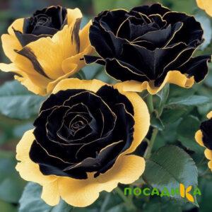 Роза Ханни Сикл купить по цене от 700р. в интернет-магазине «Посадика» с доставкой почтой в в Новый Осколе и по всей России – [изображение №1].