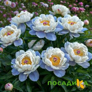 Пион акварельный Этюд купить по цене от 806р. в интернет-магазине «Посадика» с доставкой почтой в в Новый Осколе и по всей России – [изображение №1].