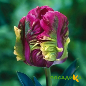 Тюльпан Экзотик Хэвен купить по цене от 186р. в интернет-магазине «Посадика» с доставкой почтой в в Новый Осколе и по всей России – [изображение №1].