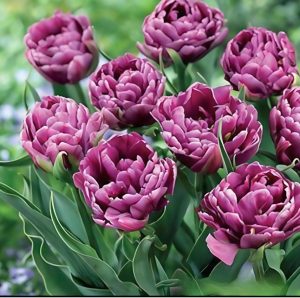 Тюльпан Айс Крим купить по цене от 430р. в интернет-магазине «Посадика» с доставкой почтой в в Новый Осколе и по всей России – [изображение №1].