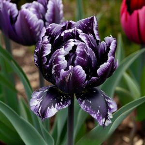 Тюльпан Индиго купить по цене от 600р. в интернет-магазине «Посадика» с доставкой почтой в в Новый Осколе и по всей России – [изображение №1].