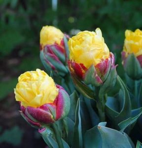 Тюльпан Айс Крим Банана купить по цене от 360р. в интернет-магазине «Посадика» с доставкой почтой в в Новый Осколе и по всей России – [изображение №1].