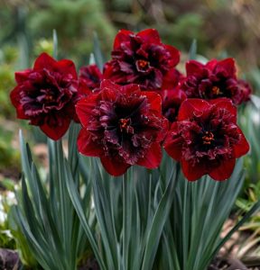 Нарцисс Сапфировый Бриз купить по цене от 3000р. в интернет-магазине «Посадика» с доставкой почтой в в Новый Осколе и по всей России – [изображение №1].