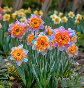 Нарцисс Айвери Дон купить по цене от 3000р. в интернет-магазине «Посадика» с доставкой почтой в в Новый Осколе и по всей России – [изображение №1].