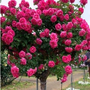 Роза Версаля купить по цене от 232р. в интернет-магазине «Посадика» с доставкой почтой в в Новый Осколе и по всей России – [изображение №1].