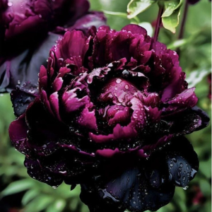 Пион Темный Сад купить по цене от 421р. в интернет-магазине «Посадика» с доставкой почтой в в Новый Осколе и по всей России – [изображение №1].