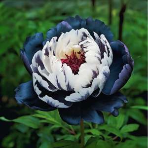 Пион Древовидный Инь-Янь купить по цене от 419р. в интернет-магазине «Посадика» с доставкой почтой в в Новый Осколе и по всей России – [изображение №1].