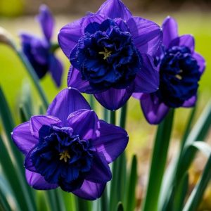 Нарцисс Арт Нуво купить по цене от 378р. в интернет-магазине «Посадика» с доставкой почтой в в Новый Осколе и по всей России – [изображение №1].