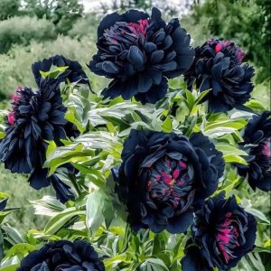 Пион древовидный Сердце Афродиты купить по цене от 600р. в интернет-магазине «Посадика» с доставкой почтой в в Новый Осколе и по всей России – [изображение №1].