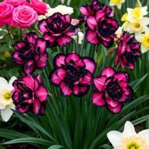 Нарцисс Золотая Корона купить по цене от 2000р. в интернет-магазине «Посадика» с доставкой почтой в в Новый Осколе и по всей России – [изображение №1].