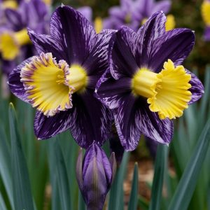 Нарцисс Акропоис купить по цене от 382р. в интернет-магазине «Посадика» с доставкой почтой в в Новый Осколе и по всей России – [изображение №1].