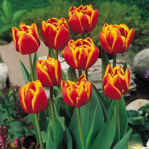 Тюльпан Блэк Фаер купить по цене от 275р. в интернет-магазине «Посадика» с доставкой почтой в в Новый Осколе и по всей России – [изображение №1].