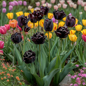Тюльпан махровый Рейдинс Дарк купить по цене от 230р. в интернет-магазине «Посадика» с доставкой почтой в в Новый Осколе и по всей России – [изображение №1].