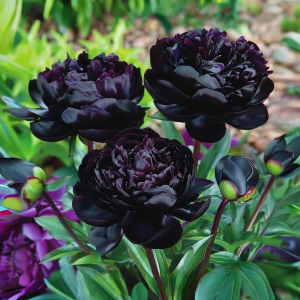 Пион Королевский Бархат купить по цене от 419р. в интернет-магазине «Посадика» с доставкой почтой в в Новый Осколе и по всей России – [изображение №1].