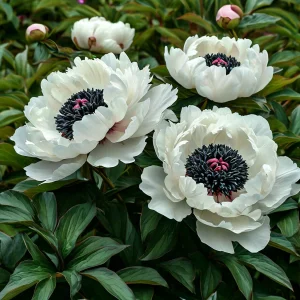 Пион Инк Эн купить по цене от 429р. в интернет-магазине «Посадика» с доставкой почтой в в Новый Осколе и по всей России – [изображение №1].