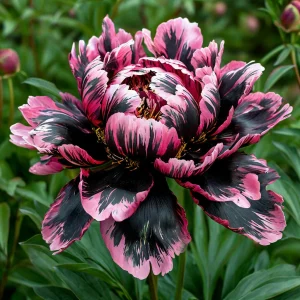 Пион Дроп Руби купить по цене от 469р. в интернет-магазине «Посадика» с доставкой почтой в в Новый Осколе и по всей России – [изображение №1].