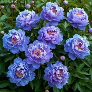 Пион Голубой лотос купить по цене от 590р. в интернет-магазине «Посадика» с доставкой почтой в в Новый Осколе и по всей России – [изображение №1].