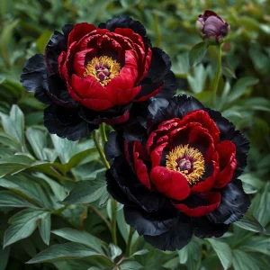 Пион Эбеновый Рубин купить по цене от 419р. в интернет-магазине «Посадика» с доставкой почтой в в Новый Осколе и по всей России – [изображение №1].