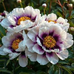 Пион Эко Саммер купить по цене от 548р. в интернет-магазине «Посадика» с доставкой почтой в в Новый Осколе и по всей России – [изображение №1].