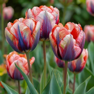 Тюльпан Эбисан Грэйс купить по цене от 217р. в интернет-магазине «Посадика» с доставкой почтой в в Новый Осколе и по всей России – [изображение №1].