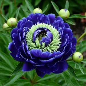 Пион Дримвивер купить по цене от 417р. в интернет-магазине «Посадика» с доставкой почтой в в Новый Осколе и по всей России – [изображение №1].