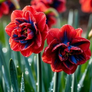 Нарцисс Эрличе купить по цене от 386р. в интернет-магазине «Посадика» с доставкой почтой в в Новый Осколе и по всей России – [изображение №1].