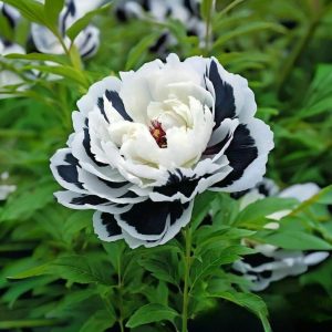 Пион Монохромный Шик купить по цене от 429р. в интернет-магазине «Посадика» с доставкой почтой в в Новый Осколе и по всей России – [изображение №1].