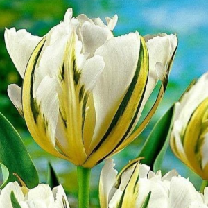 Тюльпан Экзотик Пуруссима купить по цене от 305р. в интернет-магазине «Посадика» с доставкой почтой в в Новый Осколе и по всей России – [изображение №1].