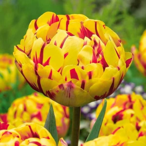 Тюльпан махровый Голден Ницц купить по цене от 361р. в интернет-магазине «Посадика» с доставкой почтой в в Новый Осколе и по всей России – [изображение №1].