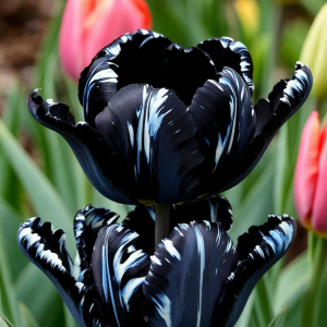 Тюльпан Шелк Нуар купить по цене от 219р. в интернет-магазине «Посадика» с доставкой почтой в в Новый Осколе и по всей России – [изображение №1].
