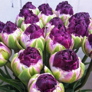 Тюльпан Анаконда купить по цене от 450р. в интернет-магазине «Посадика» с доставкой почтой в в Новый Осколе и по всей России – [изображение №1].