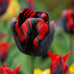 Тюльпан Блэк Перрот купить по цене от 351р. в интернет-магазине «Посадика» с доставкой почтой в в Новый Осколе и по всей России – [изображение №1].