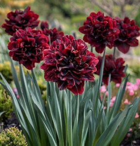 Нарцисс Малиновая Вуаль купить по цене от 3000р. в интернет-магазине «Посадика» с доставкой почтой в в Новый Осколе и по всей России – [изображение №1].