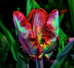 Тюльпан Эирпрайз купить по цене от 270р. в интернет-магазине «Посадика» с доставкой почтой в в Новый Осколе и по всей России – [изображение №1].